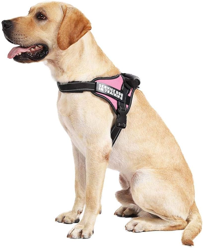 VELUCIA - Personalized No Pull Dog Harness
